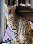 Bengal Cats